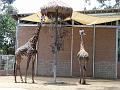 Zoo P1010965